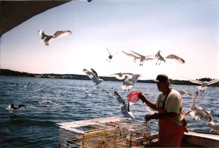 emptying bait bags, to the excitement of all the local gulls